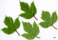SpeciesSub: var. calvescens